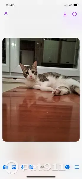 Chat perdu, tatoué, timide - Meyzieu - photo