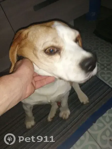 Beagle sociable trouvé à Cressy - photo