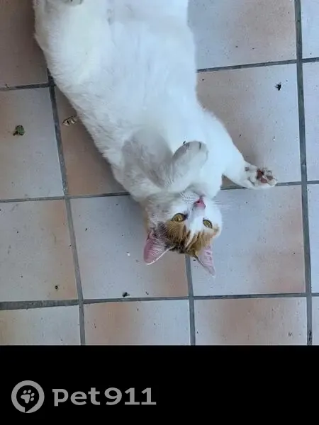Chatte disparue à Aubière, vue le 11/01/25 - photo