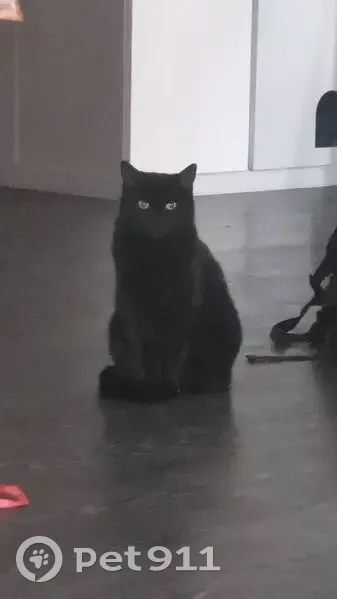 Chatte noire perdue à Sedan, Rue Garenne - photo