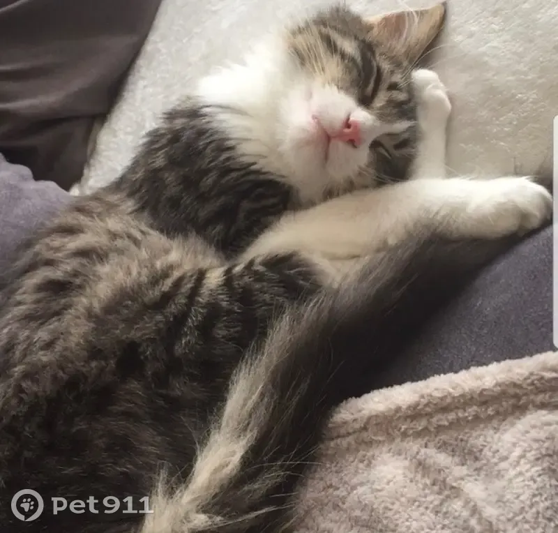 Chat européen disparu à Grasse - photo