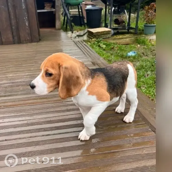Chiot beagle perdu à Orgerus - photo