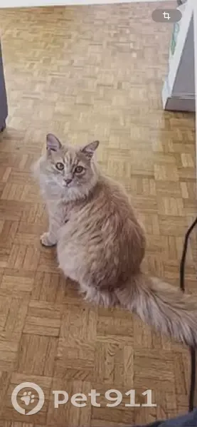 Chat mâle castré disparu à Lisieux - photo