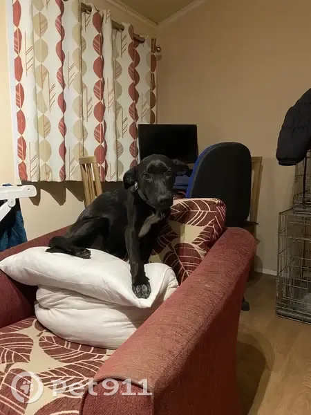 Jeune chienne trouvée à Vielle-Saint-Girons - photo