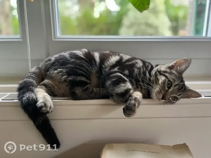Chat européen gris perdu à Garches - photo