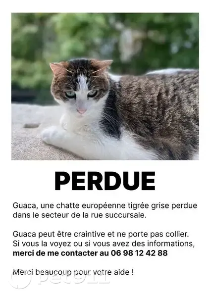 Chat perdu, besoin de soins, Rue Succursale - photo