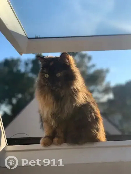 Chatte écaille disparue à Pornichet - photo
