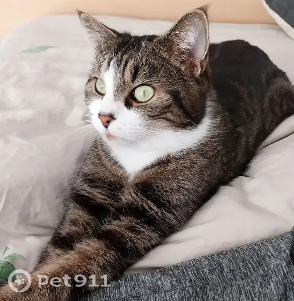 Chatte tigrée-blanche trouvée à Draguignan - photo