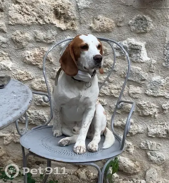 Beagle lemon perdu: Snoop, Nouvelle-Aquitaine - photo