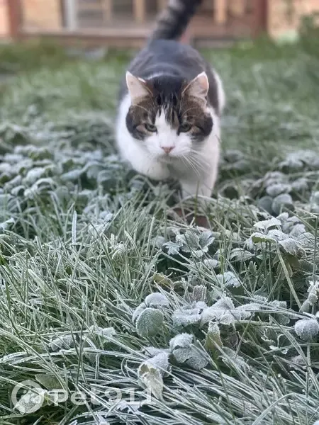 Chat perdu à Saint-Barthélemy-d'Anjou - photo
