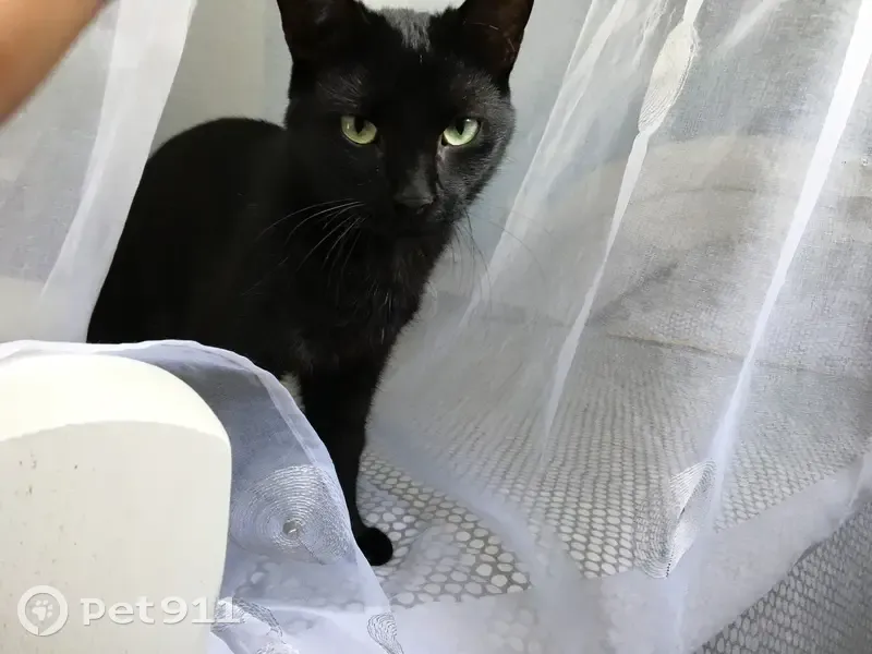 Chatte craintive perdue à Châteaurenard - photo