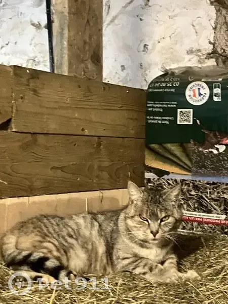 Chatte tigrée grise trouvée à Oisseau - photo