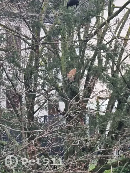Chat roux coincé dans un arbre à Ris-Orangis - photo