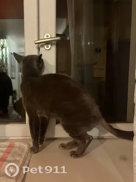 Chat gris trouvé, tatouage oreille droite - photo