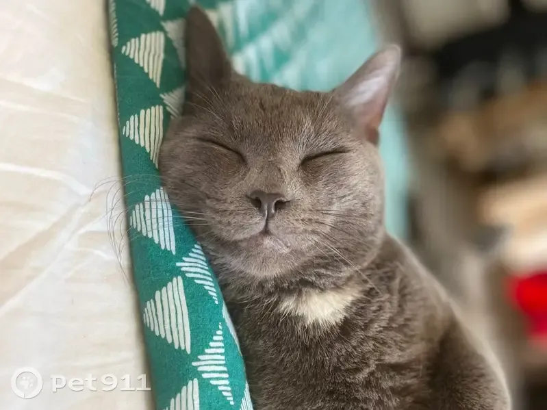 Chat gris disparu à Tourcoing, secteur Croix Rouge - photo