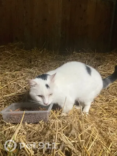 Chat blanc/noir trouvé, affectueux, Le Pin - photo