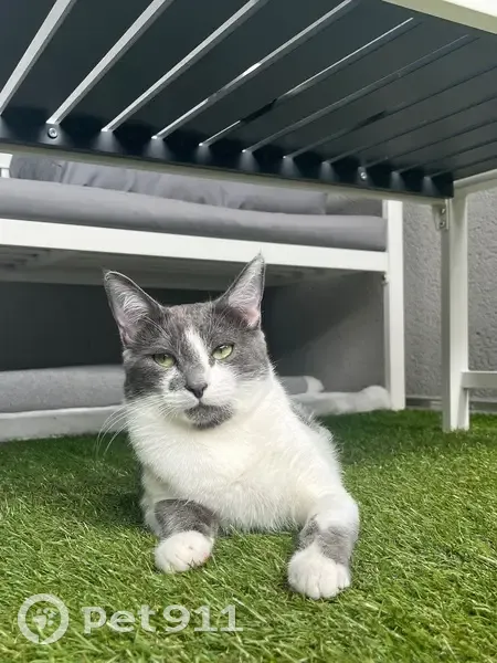 Chat gris-blanc perdu à Rodez - photo