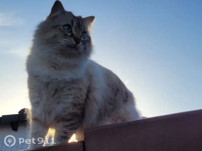Chat sibérien perdu à Tours - photo