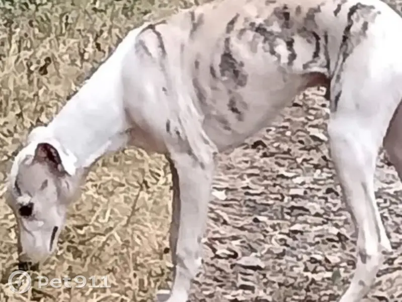Alerte : Jeune lévrier whippet perdu - photo