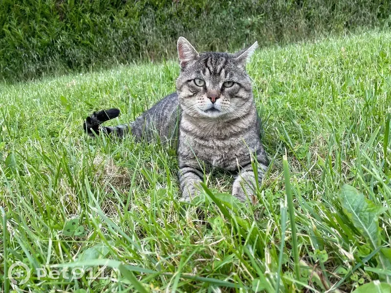 Chat tigré perdu, Rue des Moissons, 32 - photo