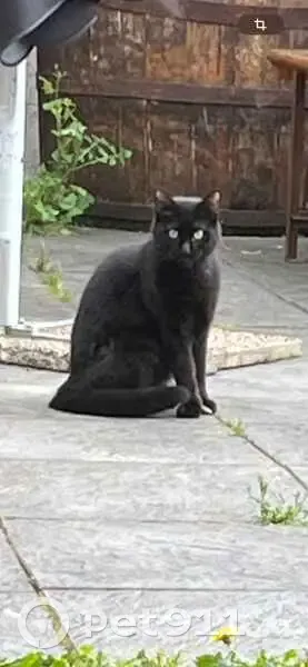 Chat noir disparu aux Chaprais, Besançon - photo
