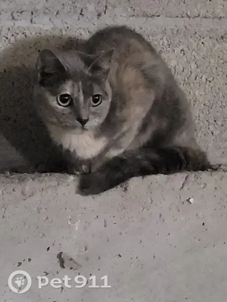 Chat gris clair tricolore trouvé à Vico - photo