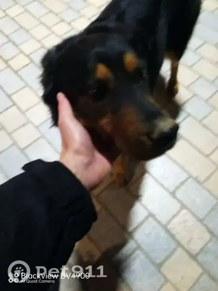 Chien mâle type Beauceron trouvé à Nailloux - photo