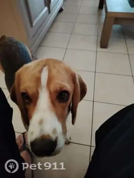 Beagle perdu avec harnais camouflage - photo