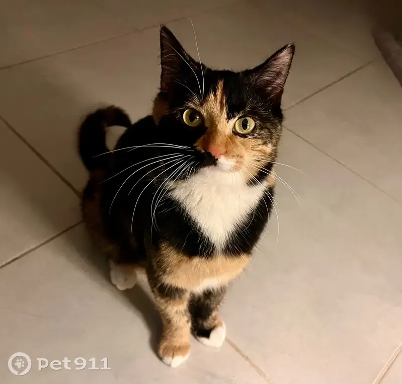 Chatte tricolore perdue aux Auxons - photo