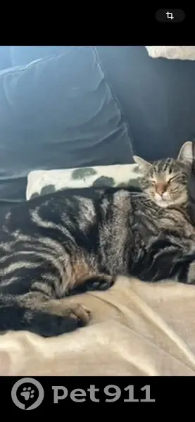 Chat tigré stérilisé perdu à Baurech - photo