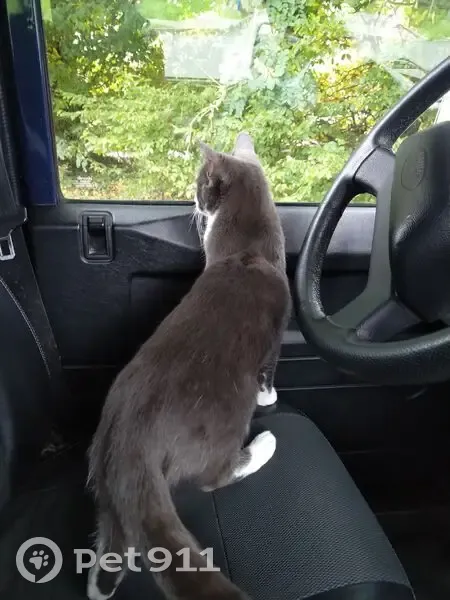 Chat européen gris-blanc perdu à Viroflay - photo