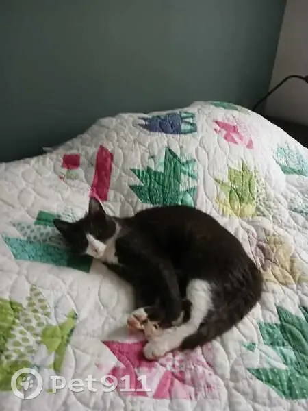 Chat européen noir/gris perdu à Viroflay - photo