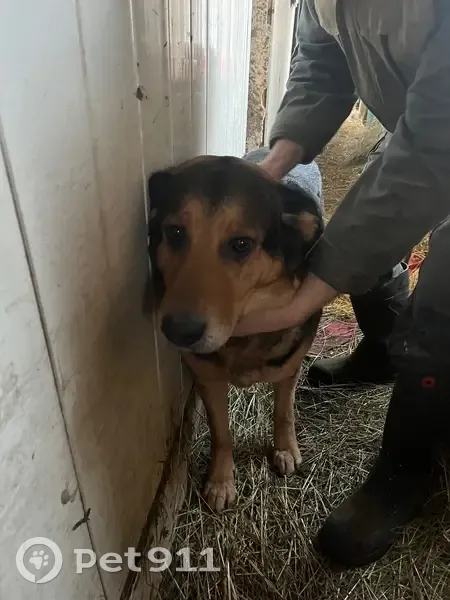 Chienne croisée trouvée à Montécheroux - photo