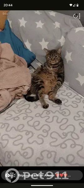 Chatte tigrée Una disparue à Certines - photo