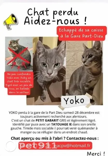 Chat gris 8 mois perdu à Lyon Part-Dieu - photo