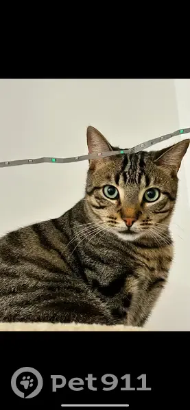 Chat mâle tigré perdu à Carrières - photo