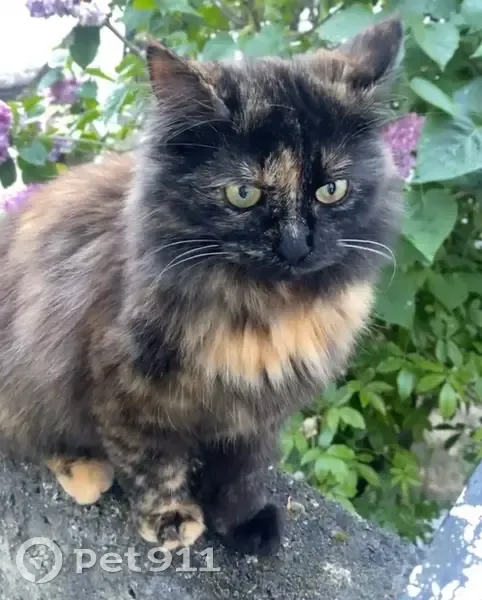 Chat perdu Sevran, Avenue des Primevères - photo