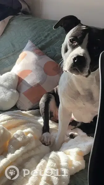 Chienne disparue : Vanille, staff noir et blanc - photo