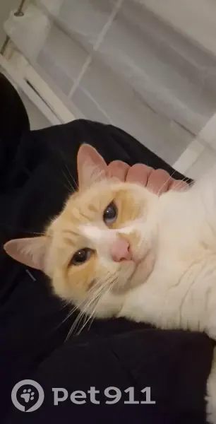 Chat trouvé sur Route de Chateauvilain - photo