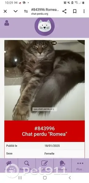 Chat Maine Coon perdu à Échirolles - photo