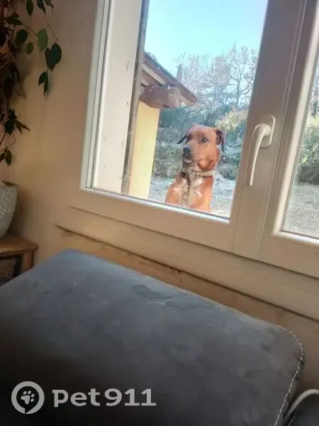 Chien fauve trouvé, fourrière Deaux - photo