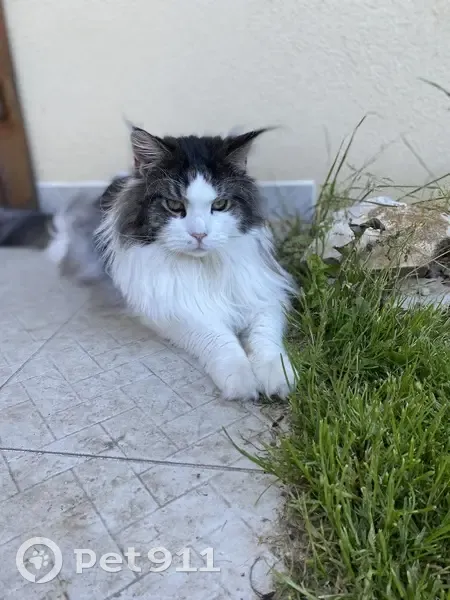 Chat Maine Coon perdu à Brienne-le-Château - photo