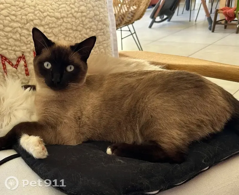 Chat mâle castré marron-noir perdu à Felzins - photo