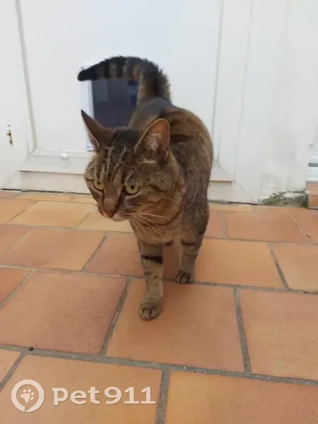 Chatte tigrée perdue, Maya, rue des Chalets - photo