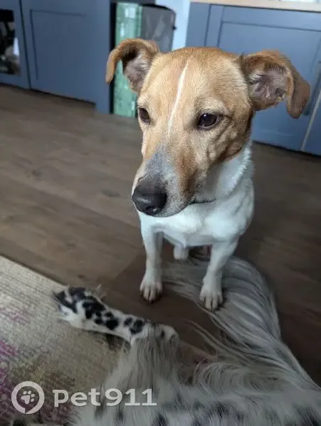 Chien Jack Russel trouvé à Saint-Dizant-du-Gua - photo