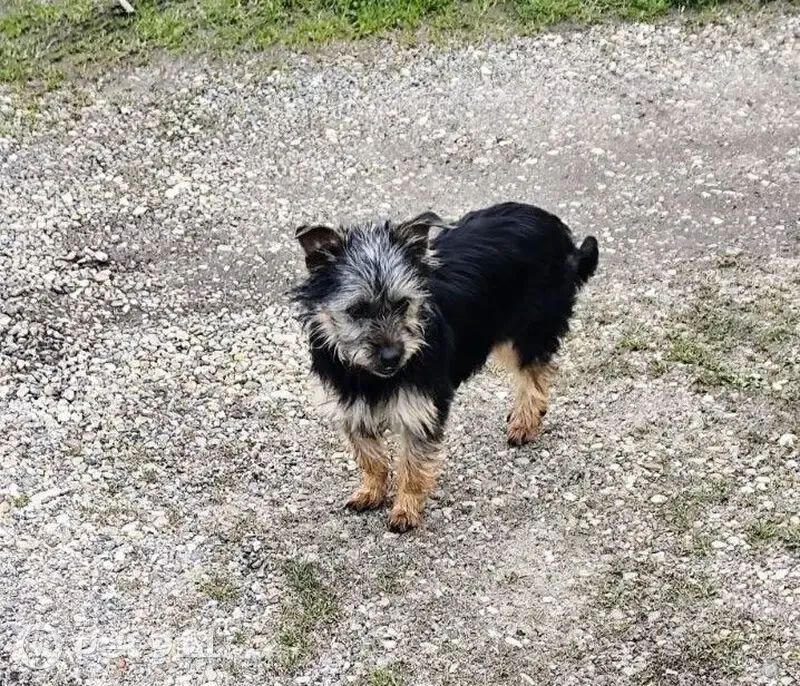 Chienne trouvée avenue des Marronniers - photo