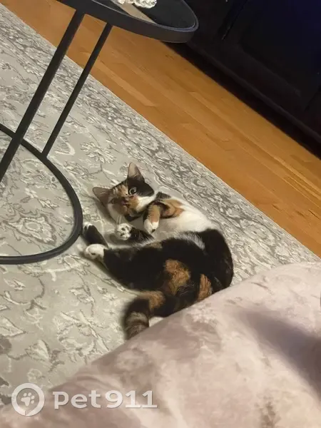 Chat écaille perdu, peureux à Bièvres - photo