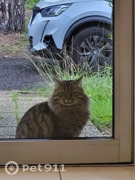 Chat disparu à Aubagne - Infos recherchées - photo