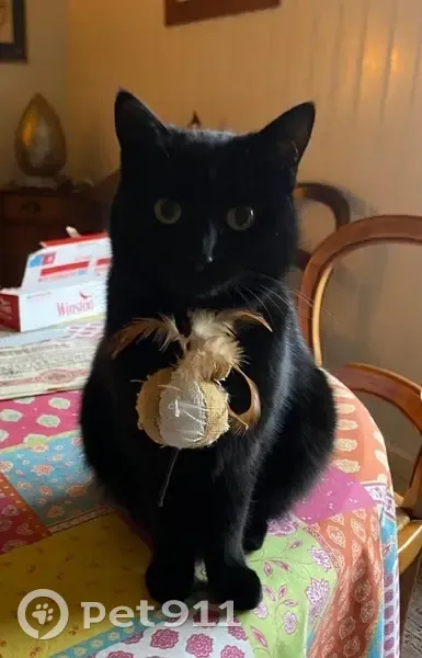 Chatte noire perdue à Cussey-sur-l'Ognon - photo
