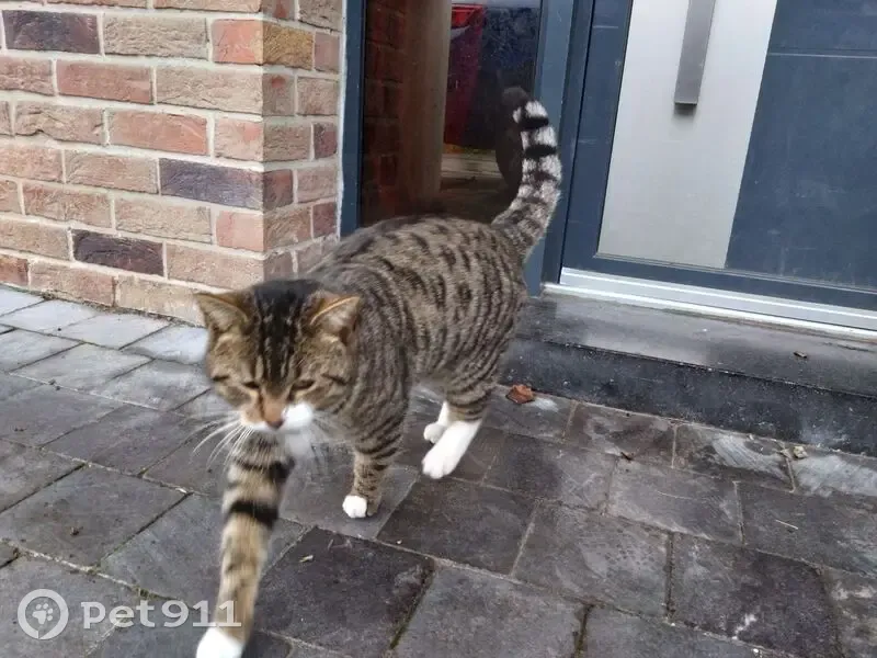 Chat mâle tigré/blanc trouvé à Roost-Warendin - photo